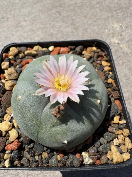 Lophophora williamsii